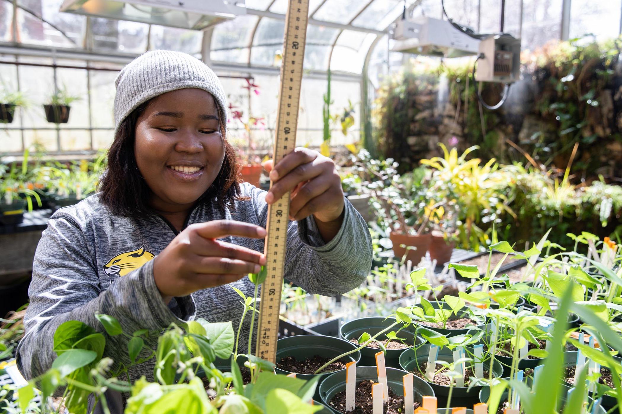 Jdody Misidor measures plant growth in the greenhouse at Martin Science Center